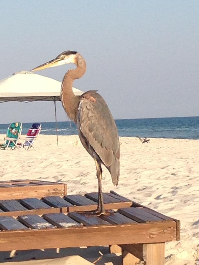 Gulf Shores Plantation Bagian luar foto